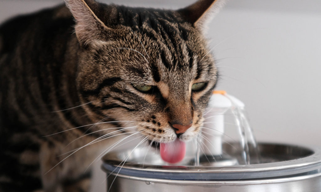 Chat qui boit dans une fontaine à eau