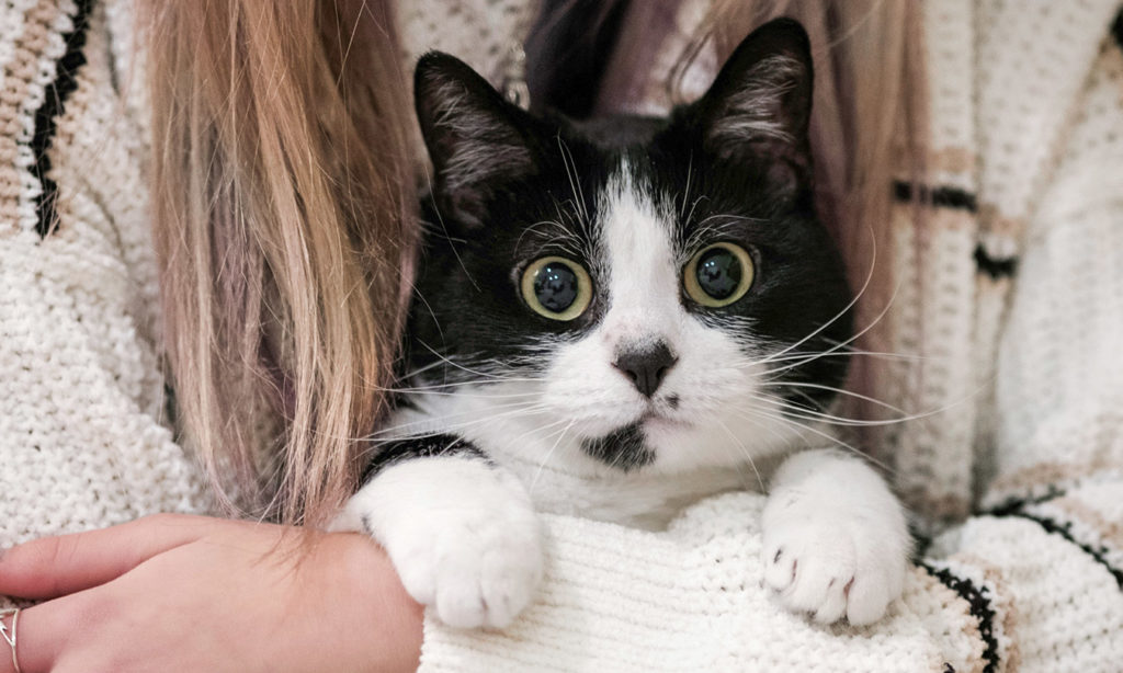 Chat dans les bras d'un membre du personnel