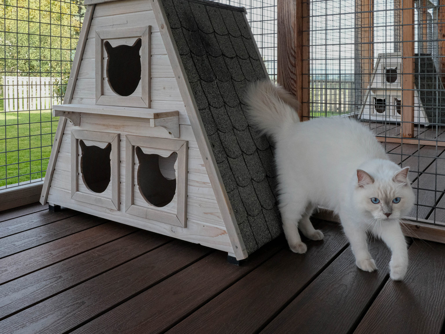 Chat sur la terrasse de l'hôtel